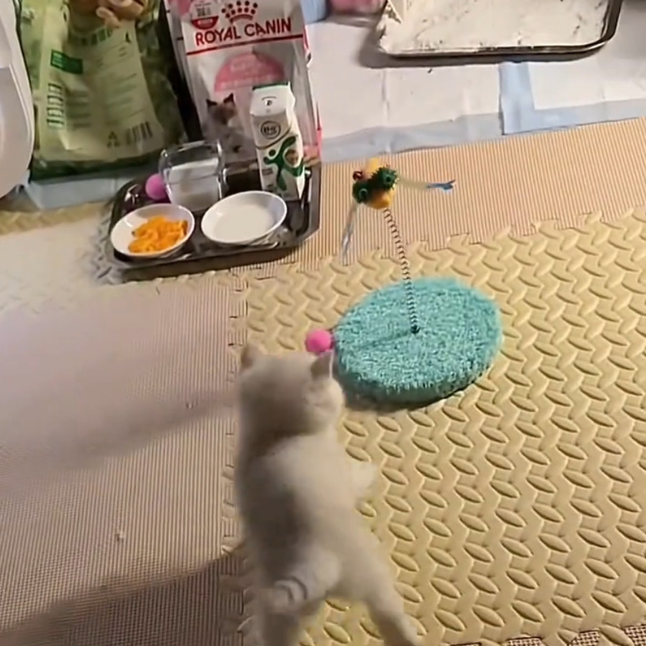 宠物用品猫咪玩具实木弹簧蜻蜓逗猫解闷耐咬逗猫玩具趣味新款可爱