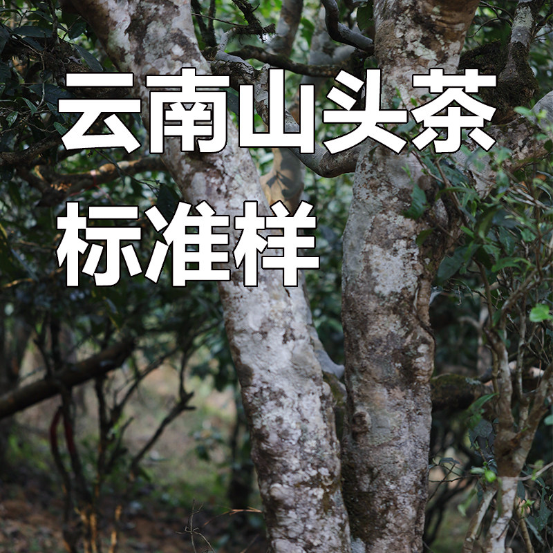 一濮古茶山头茶标准样 云南普洱普洱