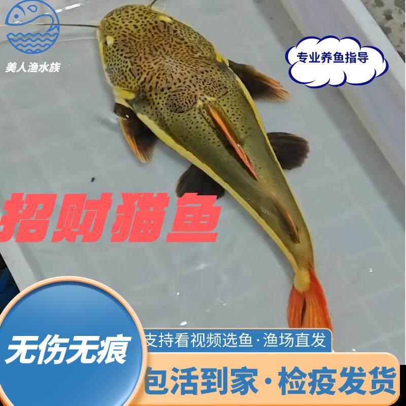 热带鱼红尾招财猫鱼大型底层鱼淡水好养活包活观赏鱼狗仔鲸鱼苗