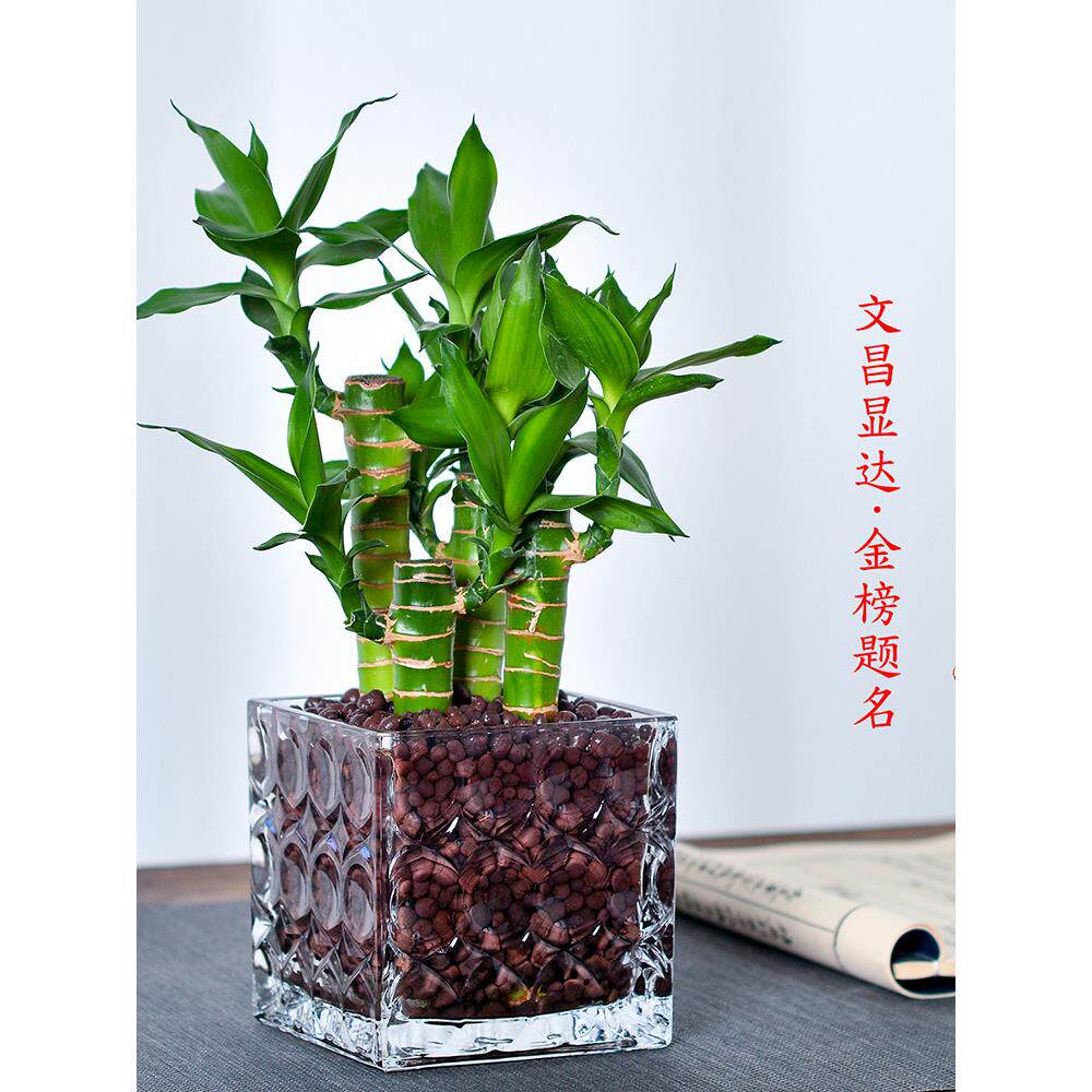 文昌竹4支富贵竹带根水养粗杆水生盆景植物室内水培步步高升摆件