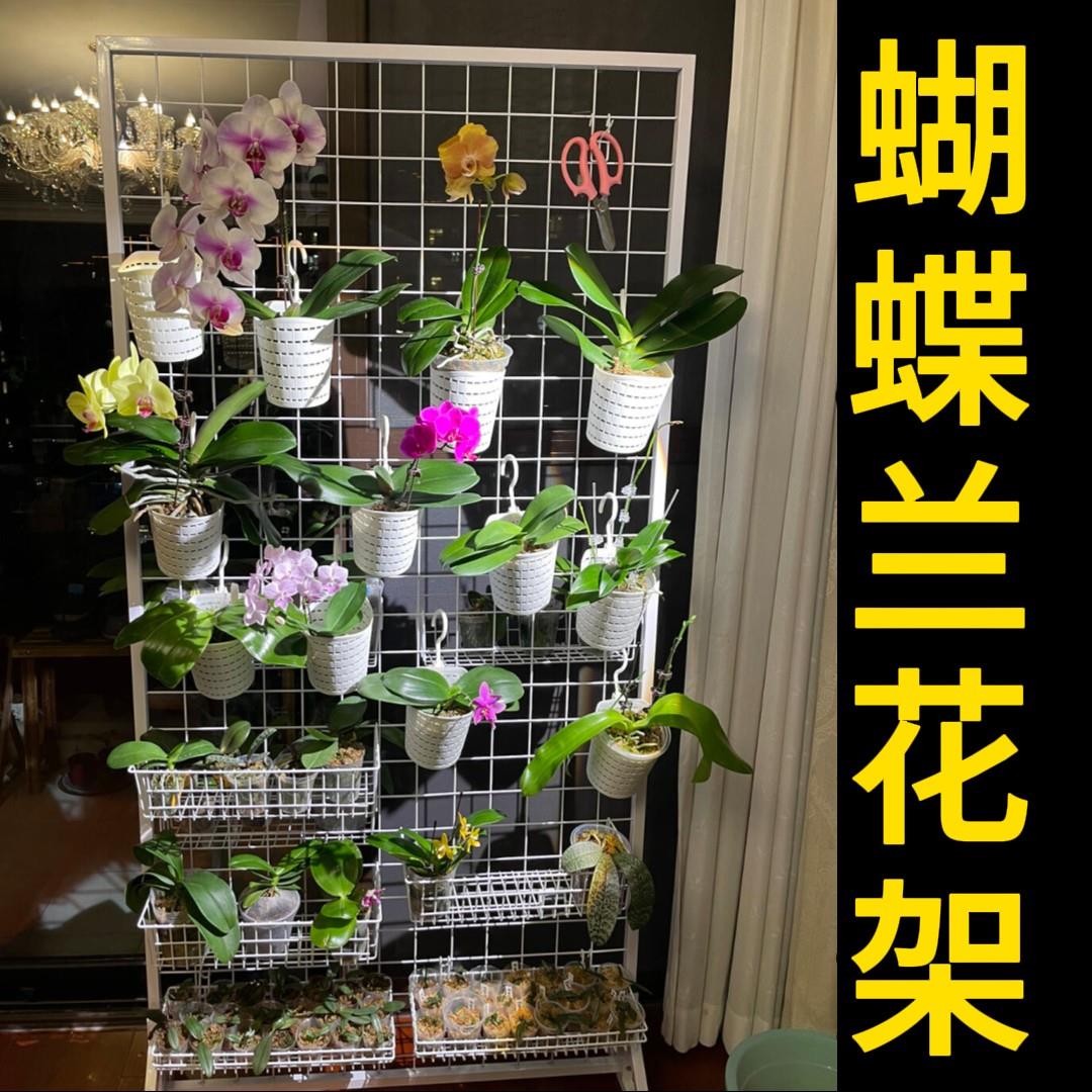 阳台花架2026新款蝴蝶兰花架适合客厅阳台可移动悬挂花盆展示架图片