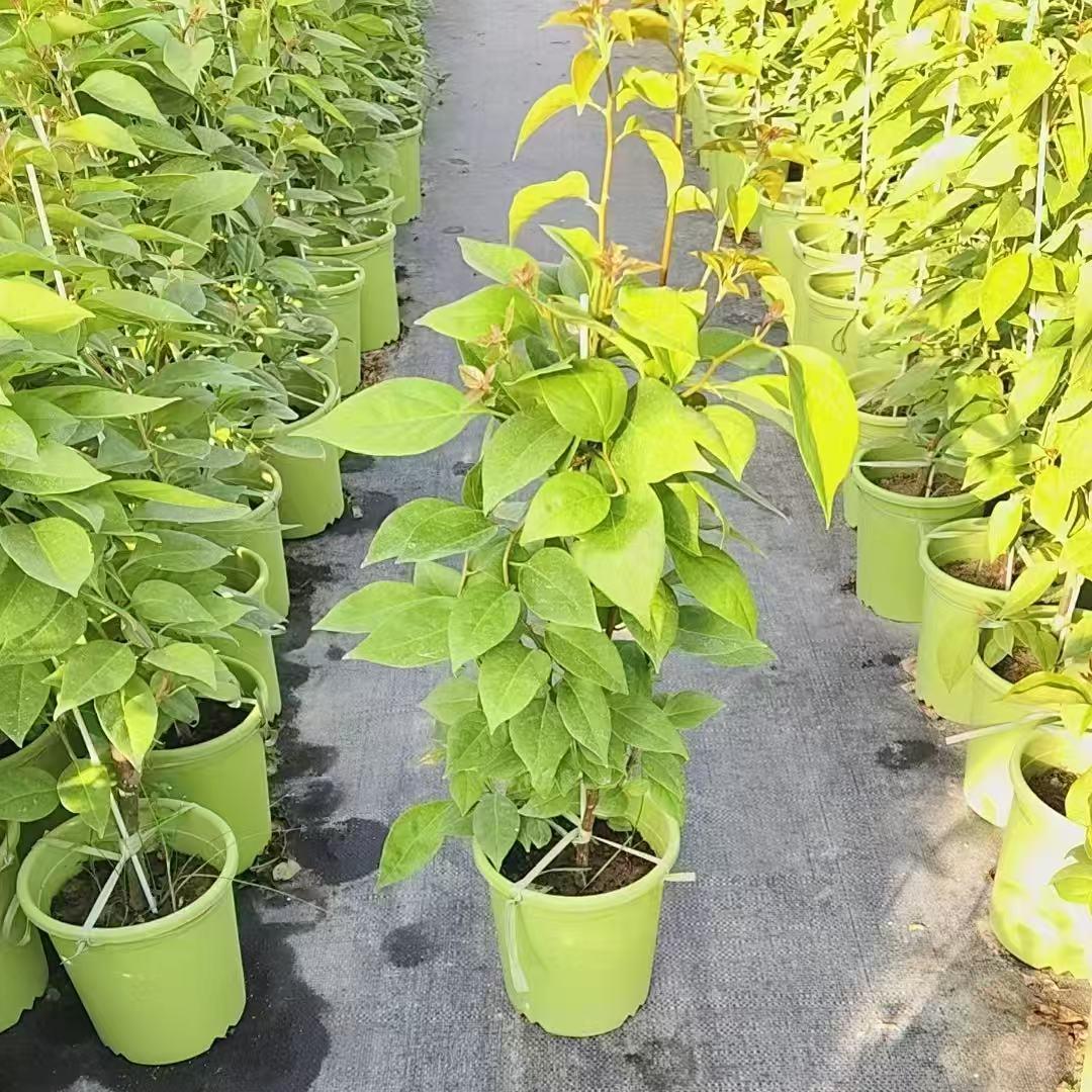 斋戒狂欢 (三角梅)原生大苗四季开花老桩爬藤植物