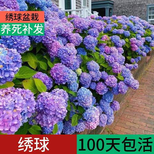 绣球花盆栽四季开花带花苞特大号苗红紫蓝色万华镜无尽夏老桩庭院
