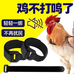 防公鸡鸣专用卡带器鸡项打圈鸡防鸭鹅神器不打鸣噪音神颈87带2支