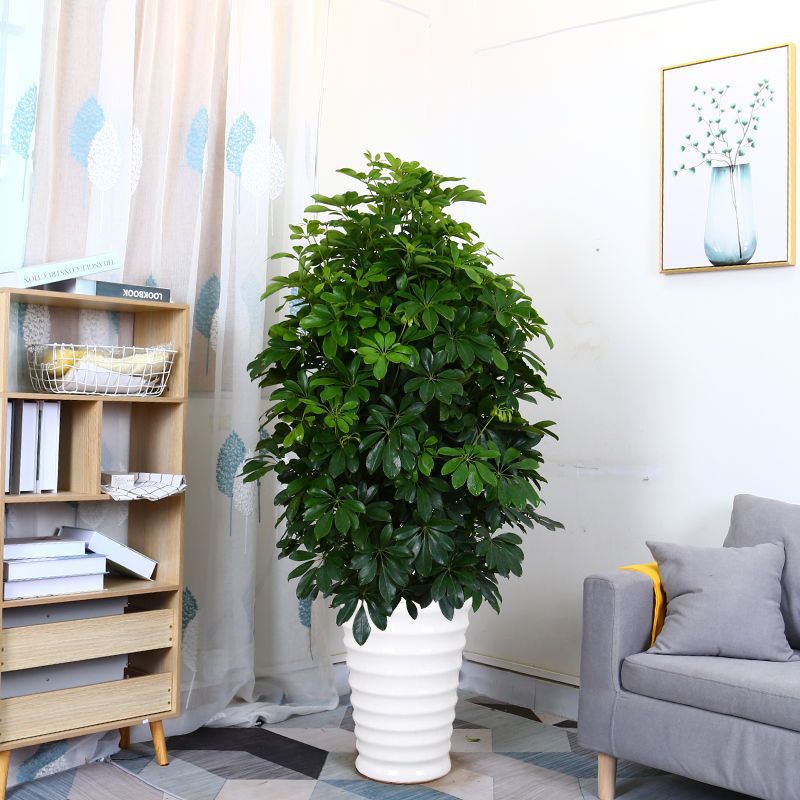 室内花卉盆栽鸭脚木绿植七叶莲鸭掌木生肖虎招财植物好养净化空气