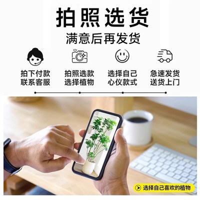 鸭脚木客厅大盆栽水培八方来财花盆植物花叶造型树阳台老桩真绿植