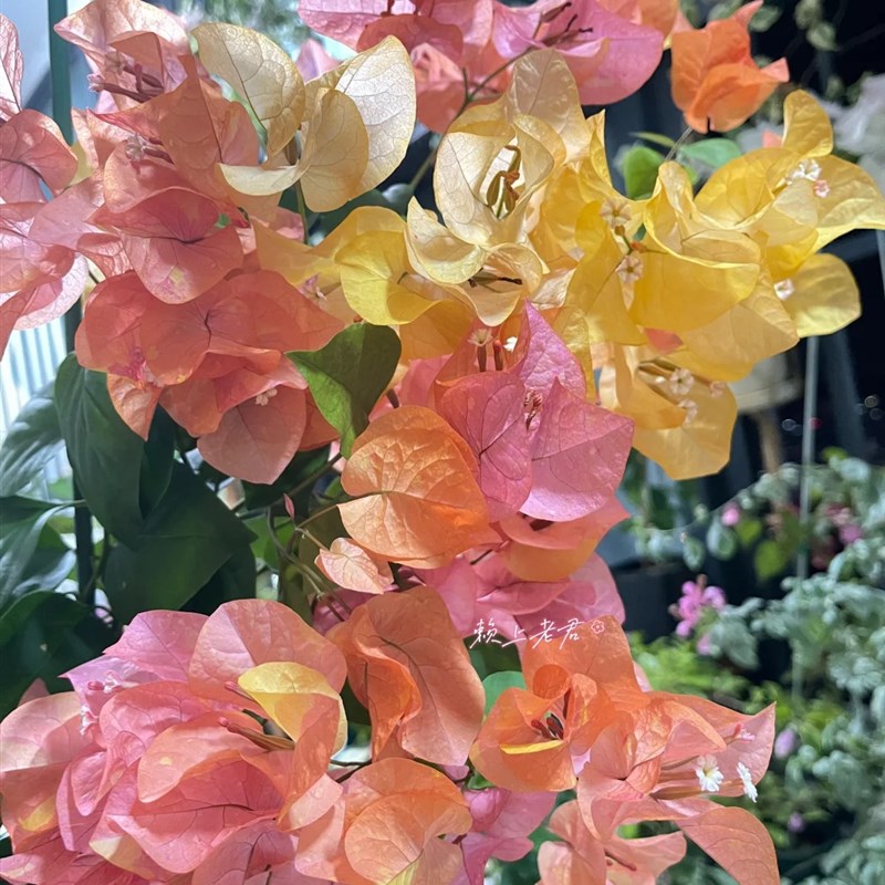 阿达娜原生苗 阿达娜新品三角梅带花发货 多彩多色三角梅带花发货