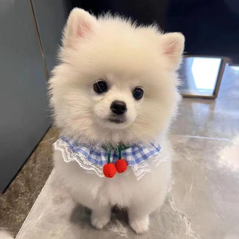 狗狗牵引绳围脖胸背带博美泰迪遛狗绳比熊小型犬宠物猫咪狗链子