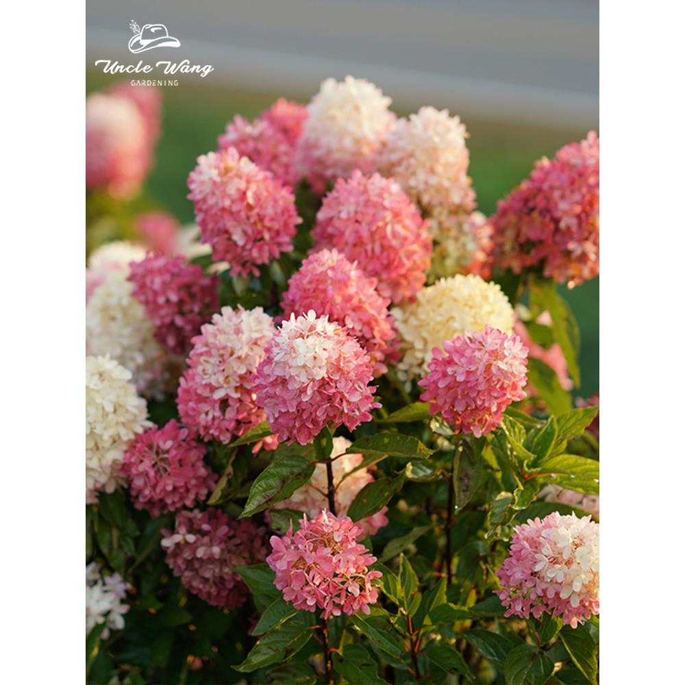 种花王大爷 圆锥绣球香草草莓花苗盆栽花卉植物观花八仙花阳台