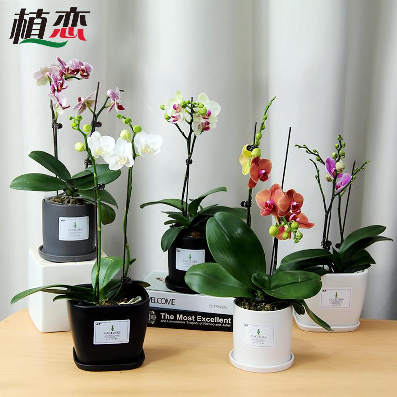 蝴蝶兰盆栽精品兰花带花剑节日送礼年宵花卉盆景苏州同城配送