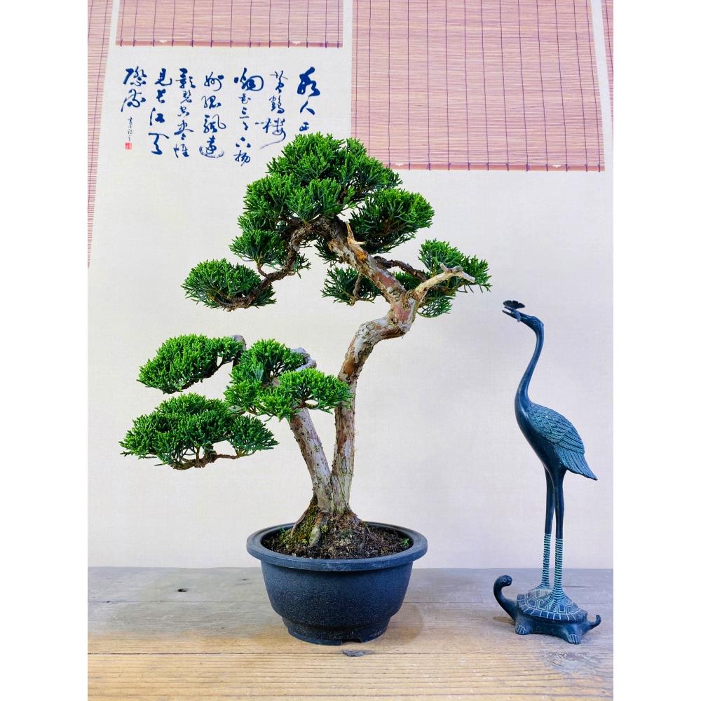 基地直销日本济州真柏小纪州盆景树苗盆栽办工室阳台室内茶台摆件