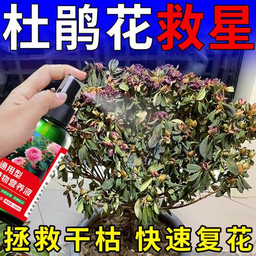 杜鹃花四季开花专用肥千人回购