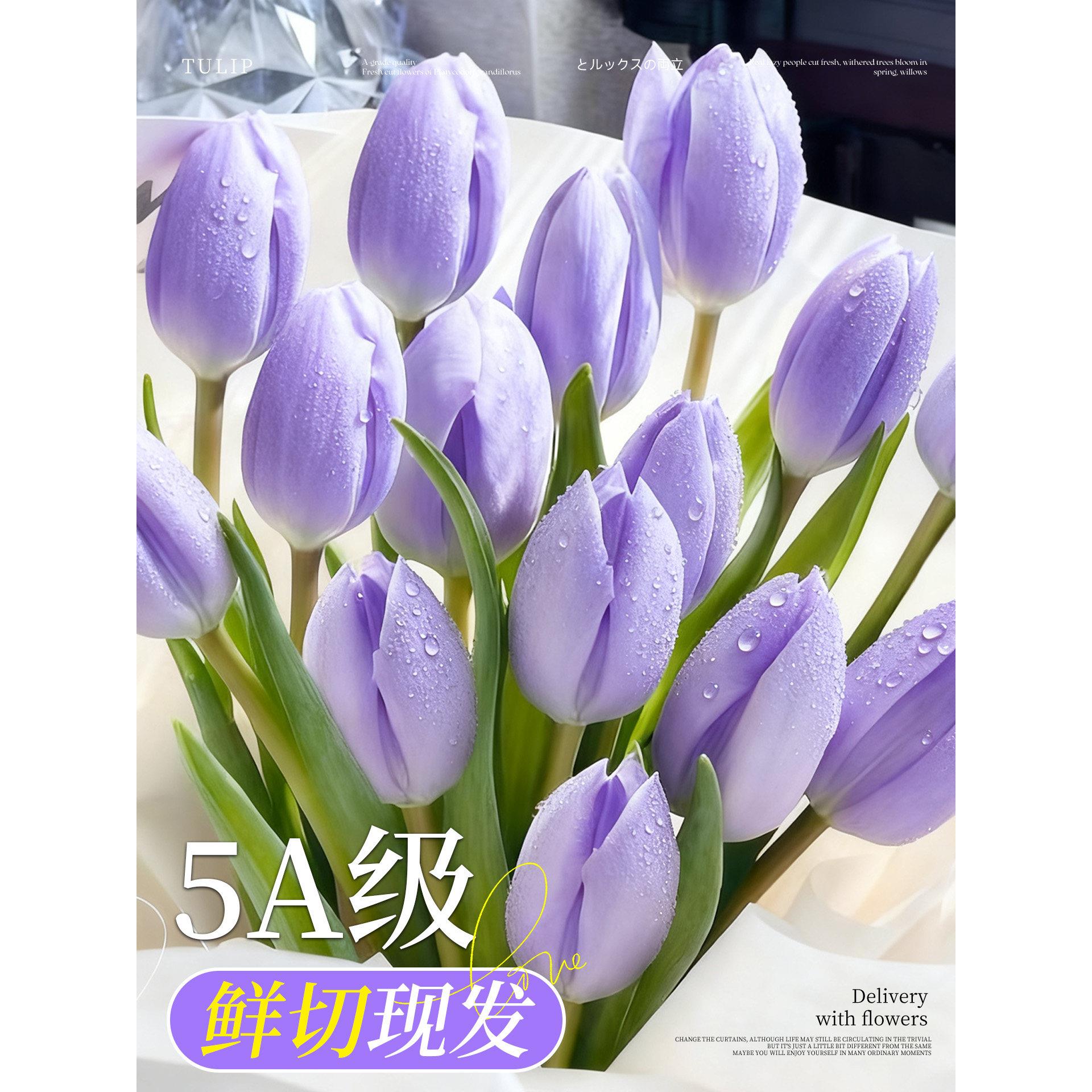 郁金香鲜花云南基地直发真花鲜切花束家用客厅花瓶插花水培水养花