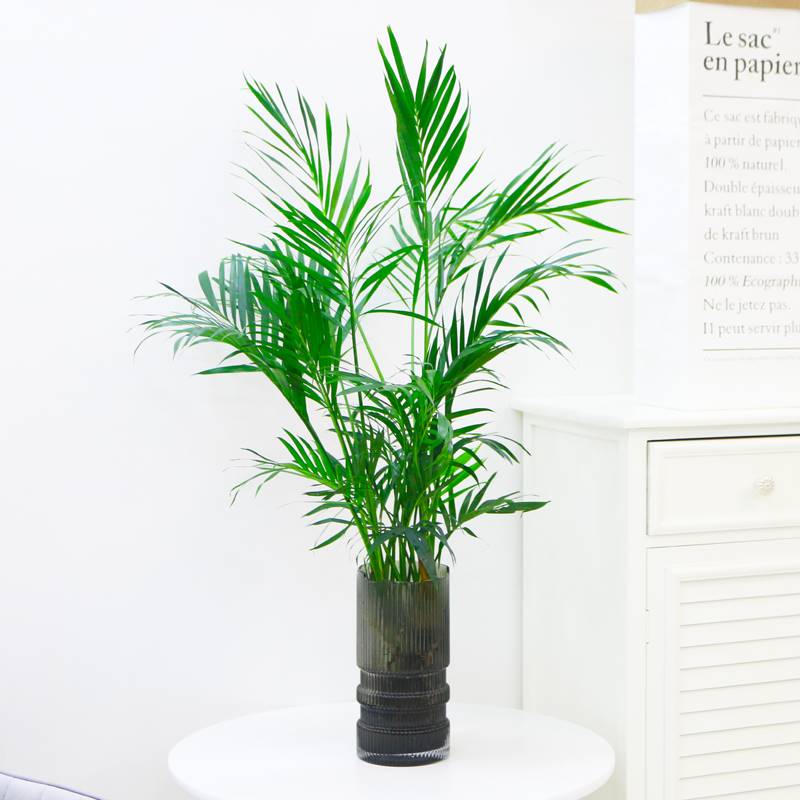 富贵竹水培植物散尾葵绿植室内大盆栽大型客厅花卉凤尾竹富贵椰子