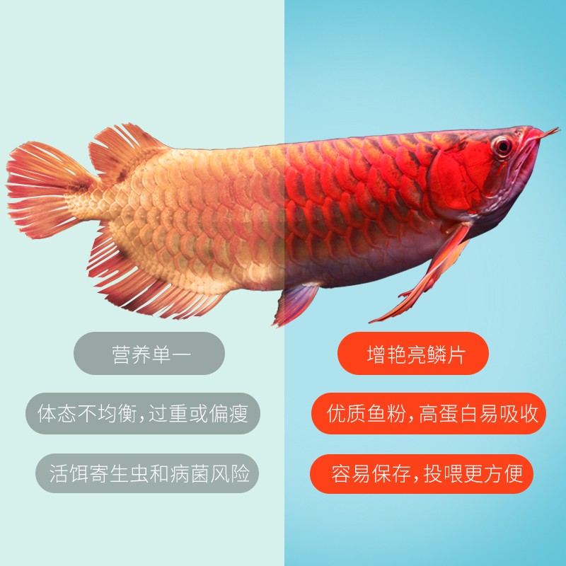 仟湖龙鱼饲料金龙鱼增色红龙鱼银龙鱼颗粒水族OF傲深G2G1专用鱼粮
