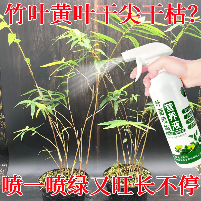 花草营养液通用竹子营养液红竹肥料叶子发黄干尖干叶面喷施免稀释