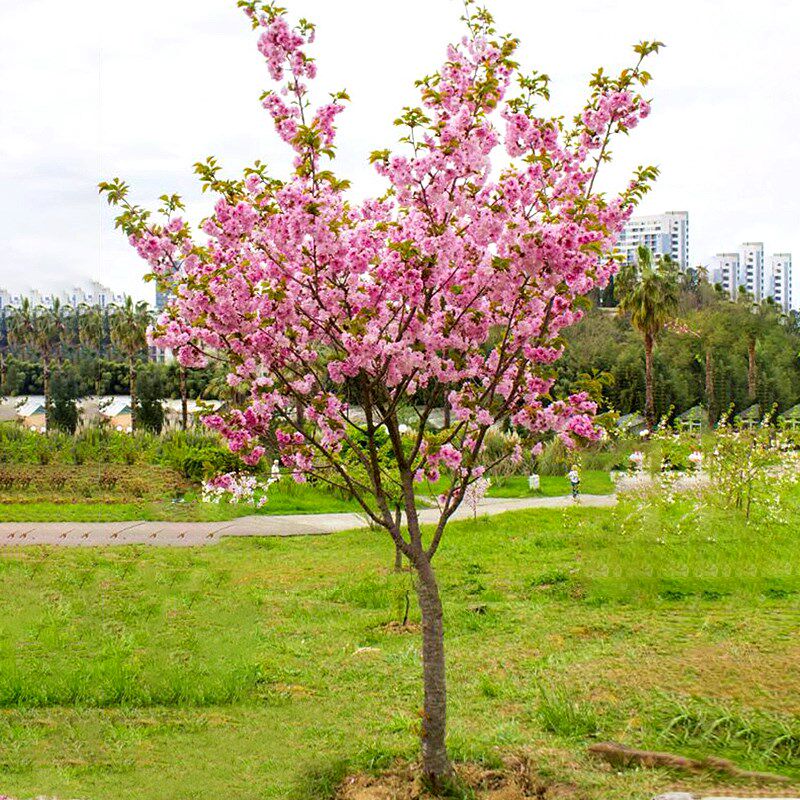 海棠树苗西府垂丝北美海棠花苗盆栽花卉阳台庭院种植绿化苗木植物