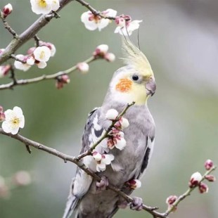 玄凤鹦鹉黄化珍珠原始灰能学说唱歌的宠物亲人粘人好上手活泼听话