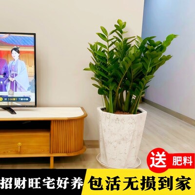 金钱树盆栽客厅大花盆摆件室内植物好养招财旺宅绿植摇钱串子盆景