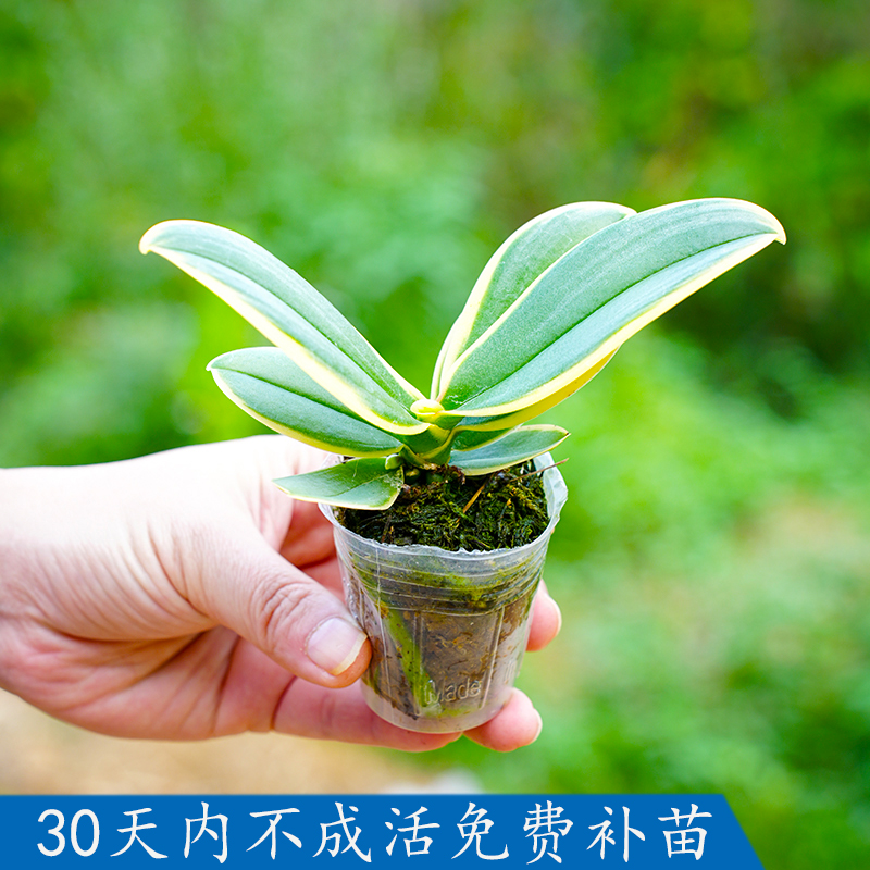 迷你金边蝴蝶兰花苗带花枝金叶咖啡室内阳台客厅名贵盆栽花卉植物