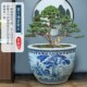 景德镇陶瓷鱼缸家用庭院青花瓷大缸厂家荷花缸睡莲缸室外特大号