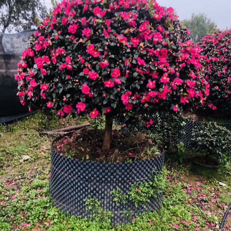 茶梅球耐寒植物茶梅树盆栽开花鲜花开花球形植物庭院花园绿化植物