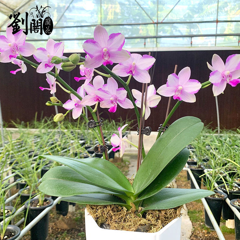 刘阁兰花 蝴蝶兰紫薇仙女 现带花出售室内桌面办公室好养花卉盆栽
