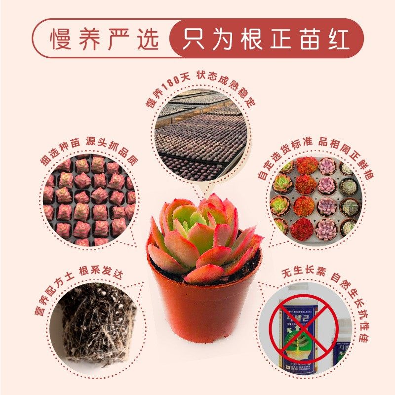 壹分皿 多肉植物组合带盆大尺寸组合盆栽套装办公桌窗台肉肉