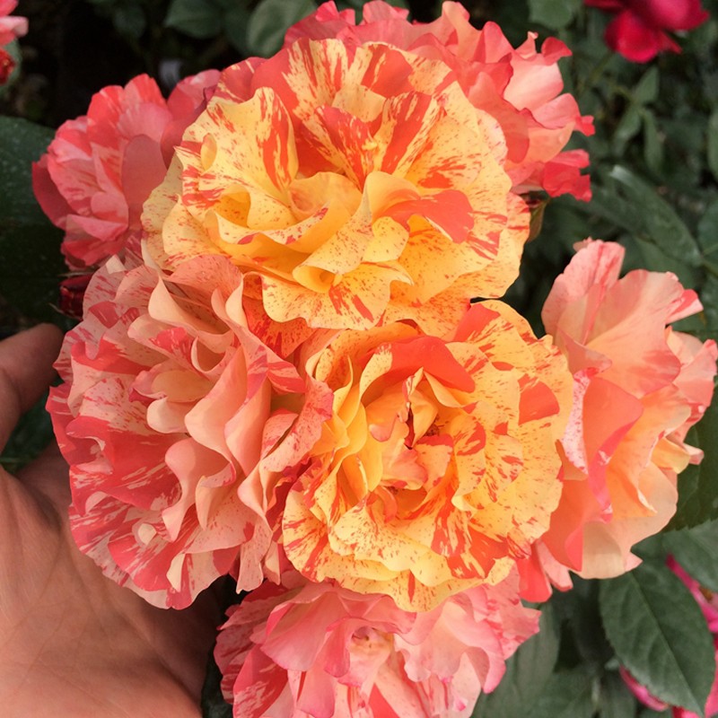 海蒂的花园月季小苗盆栽苗庭院阳台新手可种