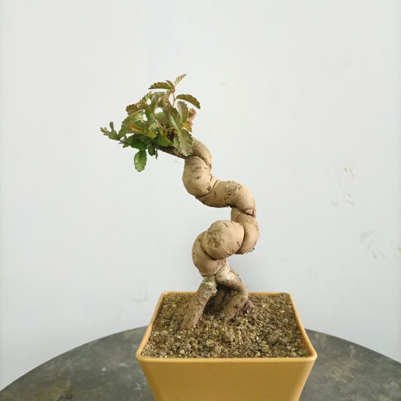 小叶榔榆盆景熟桩榆树老桩一物一拍文人矮霸办公室阳台花卉绿植