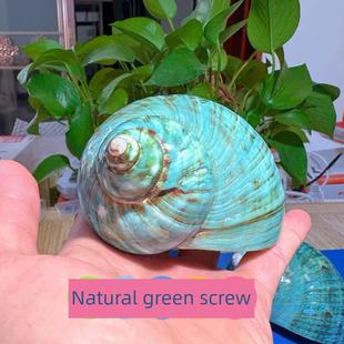 天然海螺绿蝾螺螺杯寄居蟹壳大口径水族鱼缸造景家居摆件收藏