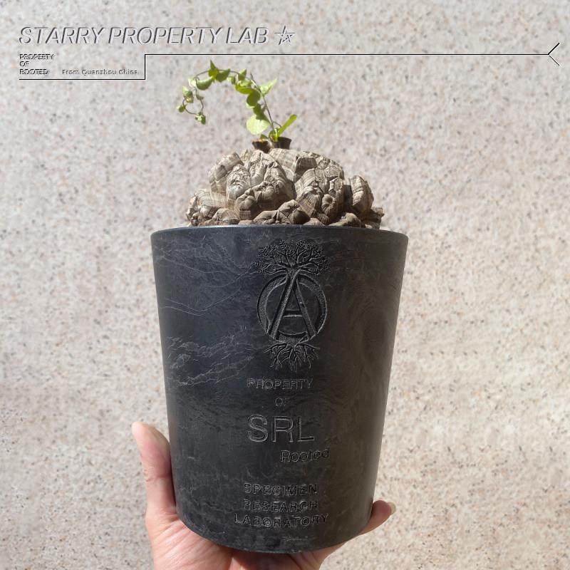 18潮流块根植物龙舌兰龟甲龙SRL黑胶藤原浩覆古简约花盆,鲜花速递/花卉仿真/绿植园艺,花盆,淘宝优惠券,粉丝福利购,淘宝优惠卷