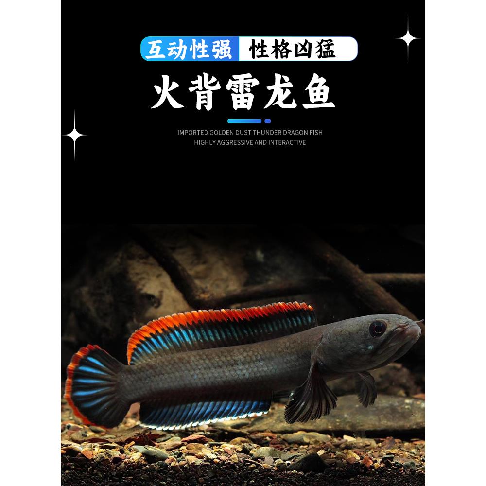 火背雷龙 雷龙 雷龙鱼 蛇头鱼 热带淡水鱼 观赏鱼 凶猛肉食鱼