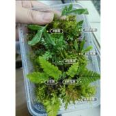 原生态微景观造景迷你蕨类植物生态瓶耐湿雨林缸苔藓小蕨绿植室内