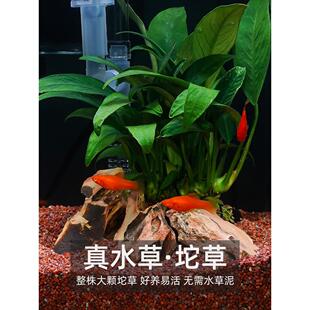 2022鱼缸客厅小型家用办公室生态懒人迷你水草缸桌面斗鱼缸免换水