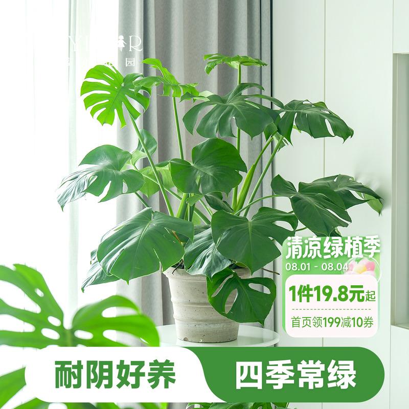 海蒂的花园龟背芋老桩水培植物客厅大盆栽办公观叶绿植室内盆栽