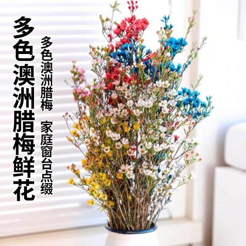 多色澳洲腊梅鲜花家庭窗台水养办公室摆件花云南基地直发