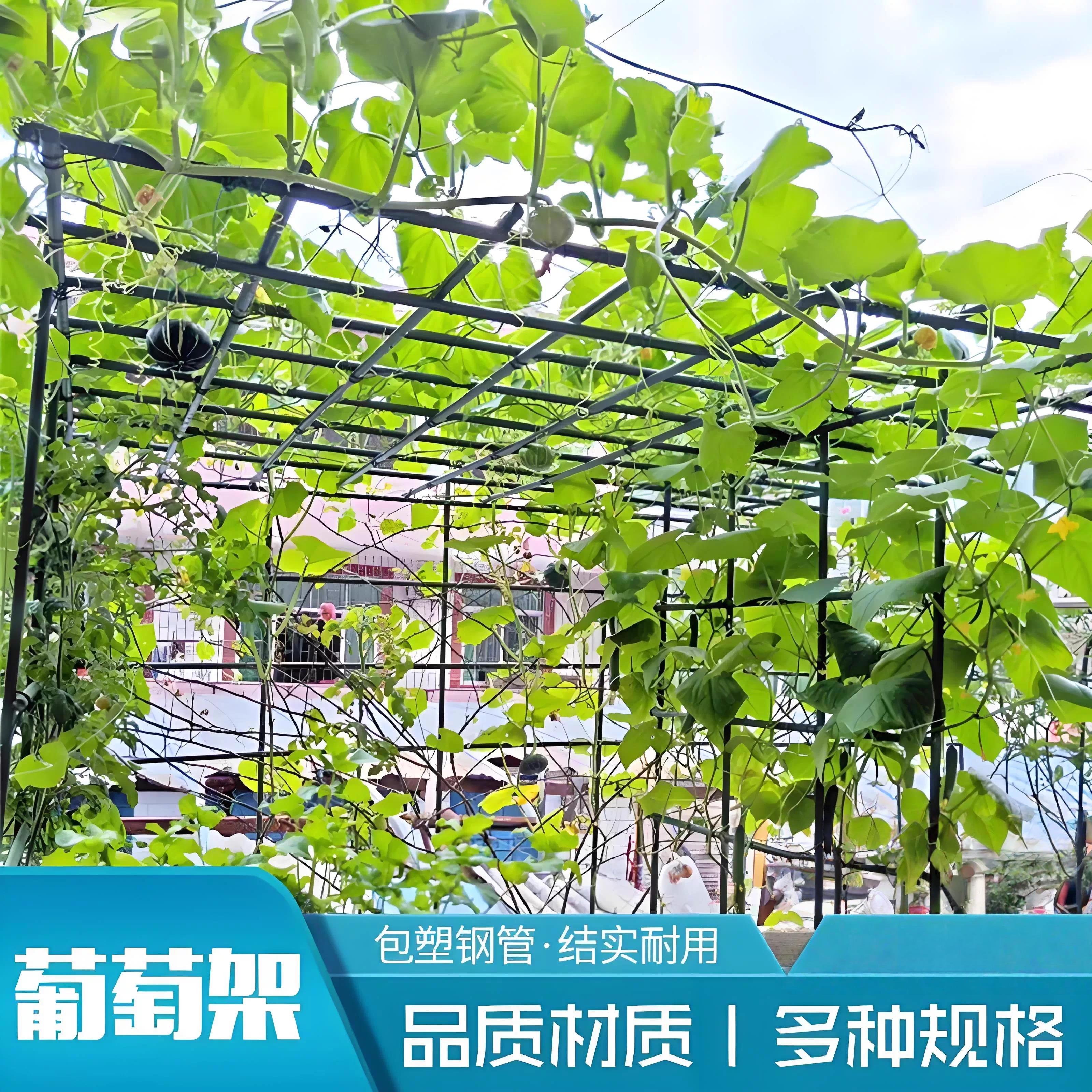 葡萄架子庭院户外爬藤架葫芦架丝瓜百香果架种菜植物瓜棚架支伸缩