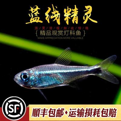 蓝线精灵鱼热带鱼梅塔蓝线灯精灵蓝线南美草缸小型淡水观赏鱼活体