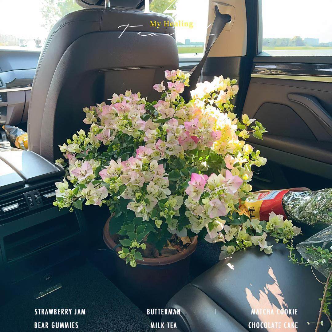 绿樱三角梅奶茶渐变粉盆栽花卉勤花四季开花爬藤阳台院子绿植老桩,鲜花速递/花卉仿真/绿植园艺,绣球/木绣球/木本植物,淘宝优惠券,粉丝福利购,淘宝优惠卷