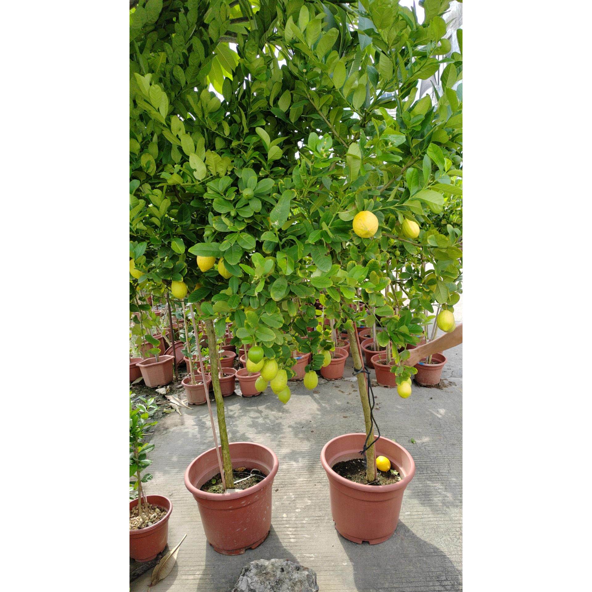 香水柠檬盆栽果树苗木室内客厅阳台大型绿植物开花结果