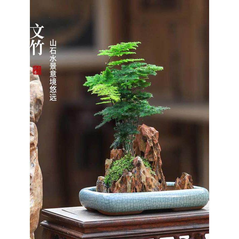 水培易活植物净化空气四季常青造型文竹盆栽茶台好养花卉盆景桌面