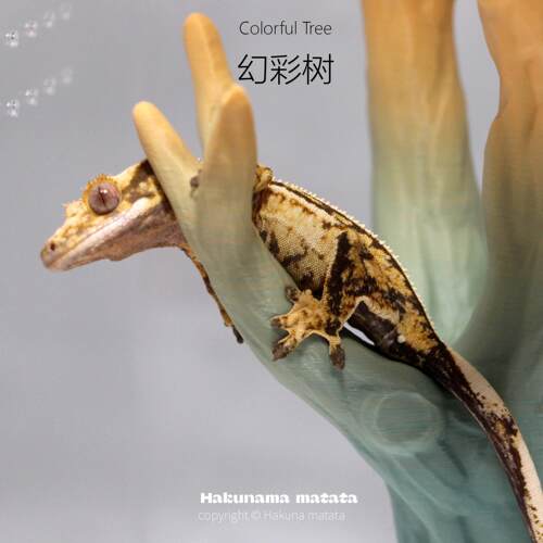 睫角守宫爬宠躲避屋造景屋蜥蜴异宠蛇洞穴幻彩渐变树hakunamatata