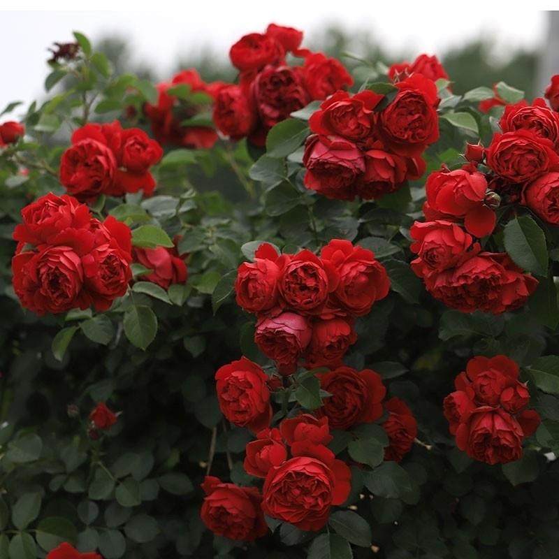 佛罗伦萨/蒂娜 月季藤本花卉蔷薇花苗四季开花拱门栅栏爬藤 中苗,鲜花速递/花卉仿真/绿植园艺,月季/蔷薇/玫瑰,淘宝优惠券,粉丝福利购,淘宝优惠卷