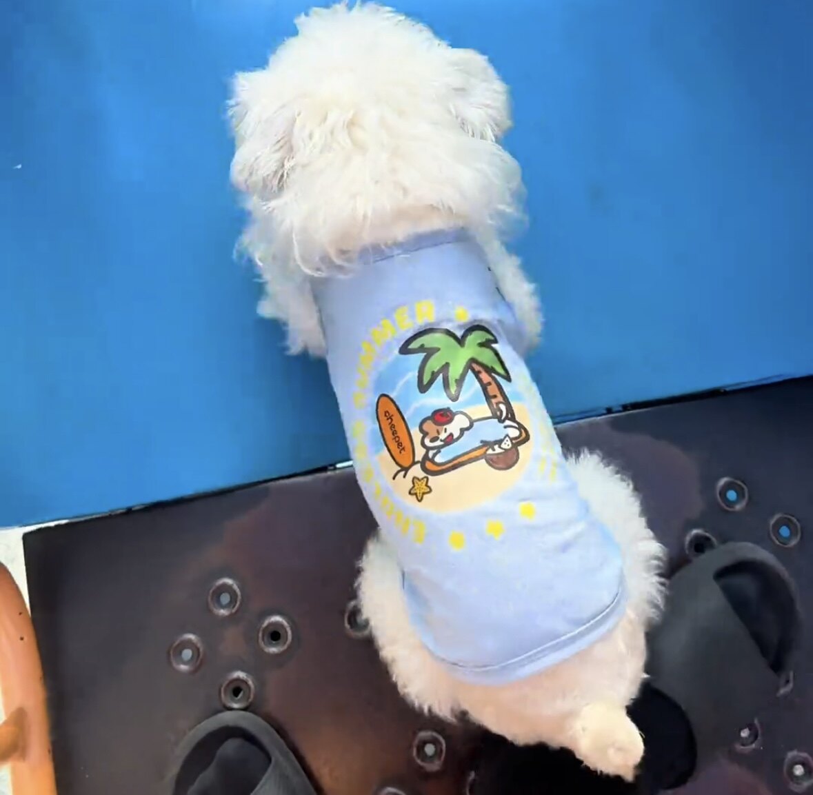 2026春夏新款宠物衣服夏日冰垫同款狗狗凉感背心泰迪博美小型犬