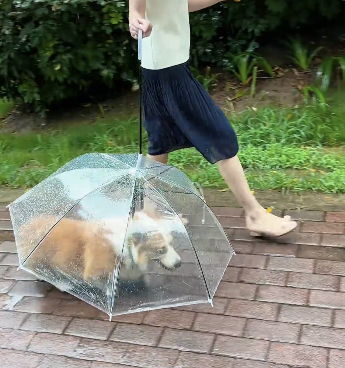 宠物专用狗狗雨伞下雨遛狗神器柯基雨衣狗用雨伞透明泰迪中小型犬