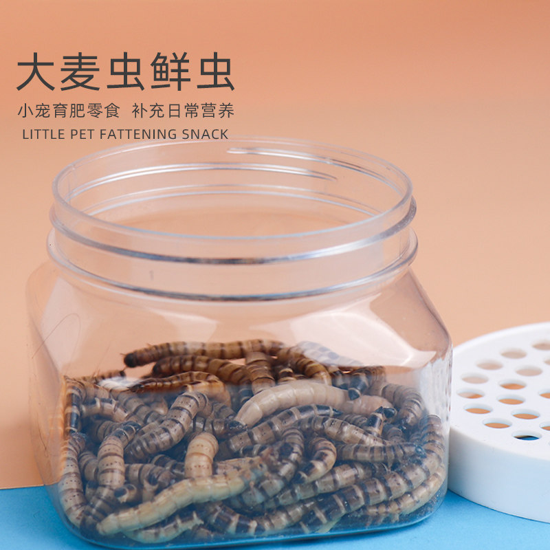 大麦虫活虫送饲养盒蜜袋鼯零w食刺猬仓鼠花枝鼠粮食仓鼠虫子面包