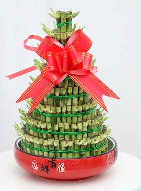大八层节节高 富贵竹开运转运竹 办公室绿色P植物水养水培绿植盆