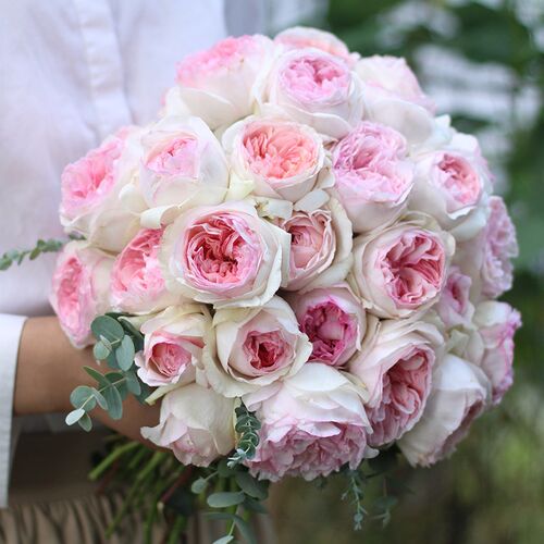 【伊芙乙女心】天n狼月季盆栽苗大花浓香玫瑰花卉盆栽