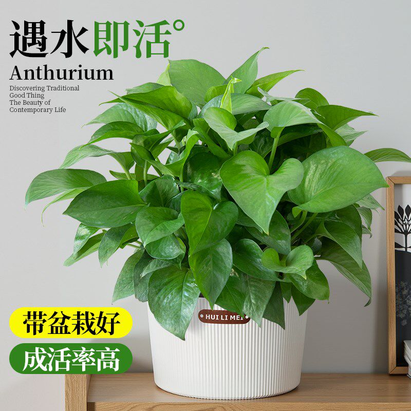绿萝室内大盆栽水培植物办公室家A用吸除甲醛新房花卉绿植大叶好